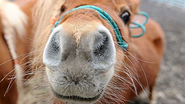 Володину пожаловались на издевательство над пони в Саратове