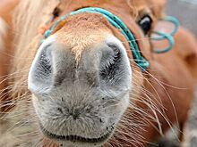 Володину пожаловались на издевательство над пони в Саратове