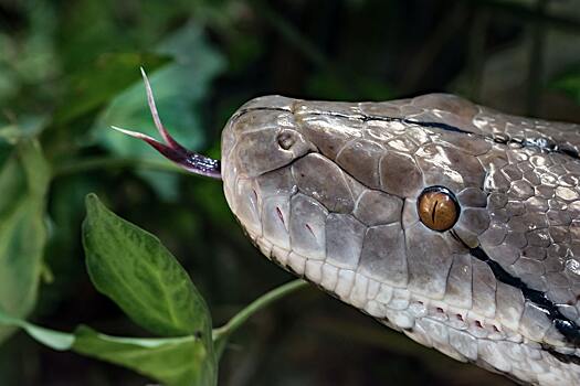 Российский врач перечислила правила оказания помощи при укусе змеи