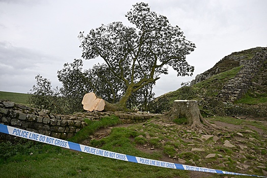 В Англии срубившим клен из "Робин Гуда" вандалам грозит до 10 лет тюрьмы