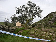 В Англии срубившим клен из "Робин Гуда" вандалам грозит до 10 лет тюрьмы