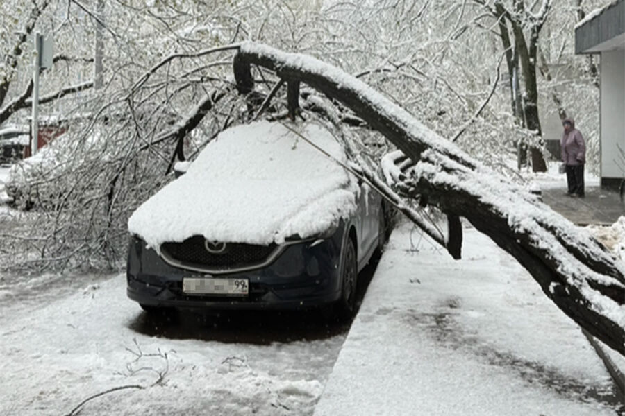 В МЧС назвали количество поваленных деревьев в Подмосковье из-за непогоды