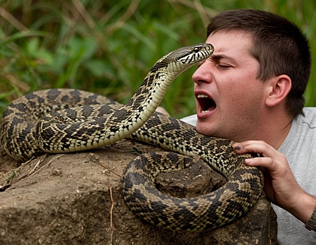 Шесть человек попали в больницу из-за укусов змей в Нижегородской области
