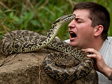 Шесть человек попали в больницу из-за укусов змей в Нижегородской области