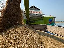 Запасы зерна в России увеличились на четверть