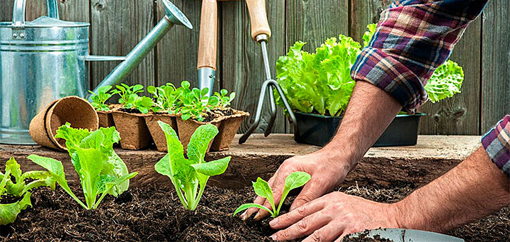 Как ижевчанам заняться органическим садоводством у себя на даче