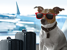 Россиянка получила 15 суток за выгул собаки в самолете