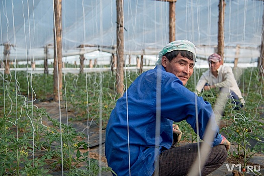 В китайских помидорах из Иловлинского района нашли смертельно опасные пестициды