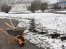 В Лосиноостровском районе высадили более 1,5 тысяч кустов кизильника