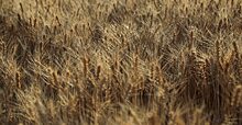 Урожай, страховка, озимые: как в Волгоградской области завершается уборка зерновых