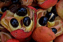 Как выглядит самый странный "зевающий" фрукт