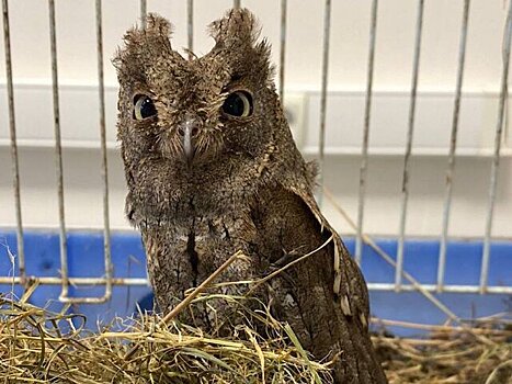 Беспомощную сову сплюшку обнаружили в лесу Подмосковья