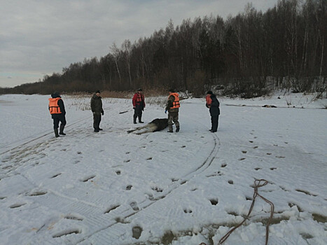 Семью лосей спасли на льду в устье реки Керженец