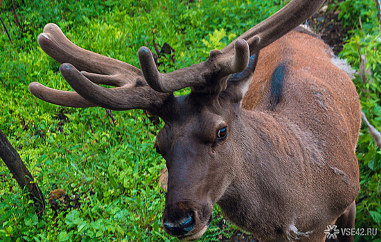 Водитель сбил лося в Свердловской области