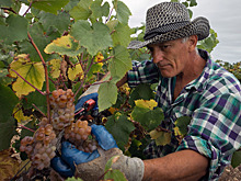 Кисловодский праздник молодого вина в числе самых востребованных энофестивалей России