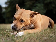 Отлов бродячих собак в Краснодаре в декабре 2025: даты и адреса