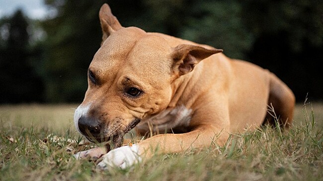 Отлов бродячих собак в Краснодаре в декабре 2025: даты и адреса