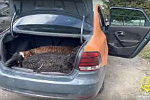 В Петербурге сотрудники ГИБДД нашли в машине каршеринга двух живых баранов