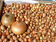 Чувашия экспортировала в ряд стран 1700 тонн лука-севка с начала года