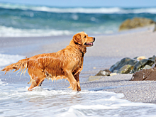 Брать собак на пляж запретили в России