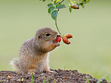 Ученые МГУ обнаружили потомков древнего суслика на Камчатке