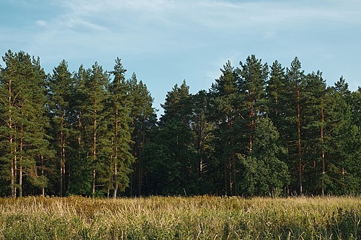 Предложение донского парламента о передаче защитных лесополос аграриям поддержано Государственной Думой