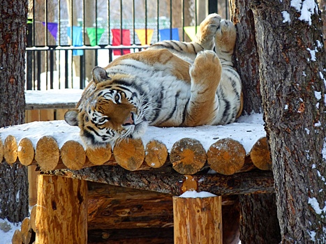 Омские тигры отказались от секса из-за детей