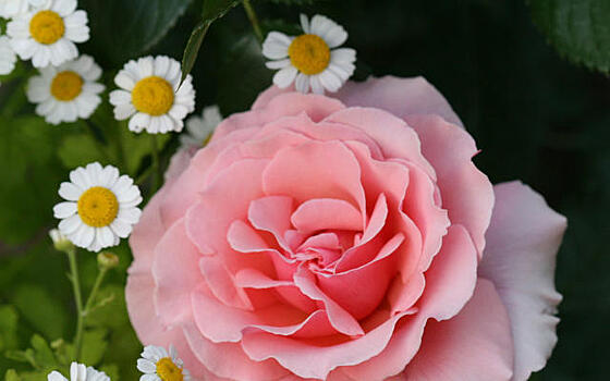 Розы для романтического сада