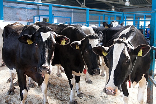 Новые ветеринарные правила по профилактике и борьбе с ящуром вступили в силу