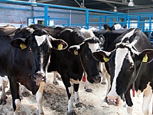 Новые ветеринарные правила по профилактике и борьбе с ящуром вступили в силу