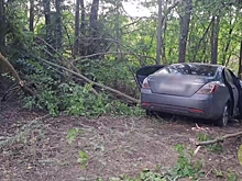 В Волгоградской области при столкновении иномарки с деревом погибла пассажирка