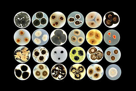 GUT: микробы помогут очищать воздух и восстанавливать фасады зданий