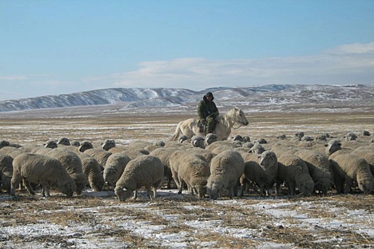 Сенатор Баир Жамсуев: Необходима федеральная поддержка развития овцеводства