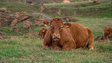 Рыжая корова: почему это животное считают предвестником Армагеддона