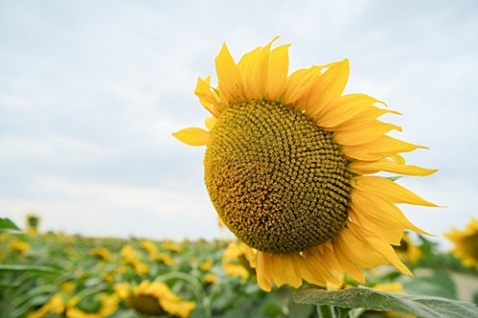 Из Волгоградской области экспортировали в Беларусь более 4 тысяч тонн шрота