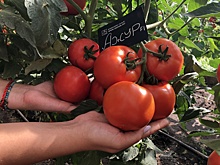 7 лучших серий: проверенные сорта томатов и юбилейные новинки от "СеДеК"
