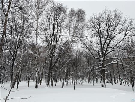 Облсуд удовлетворил иск об изъятии у Самары 7,5 тыс. гектаров леса