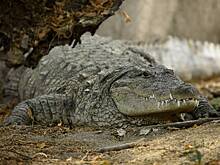 Мужчина отбил мать у напавшего на нее крокодила