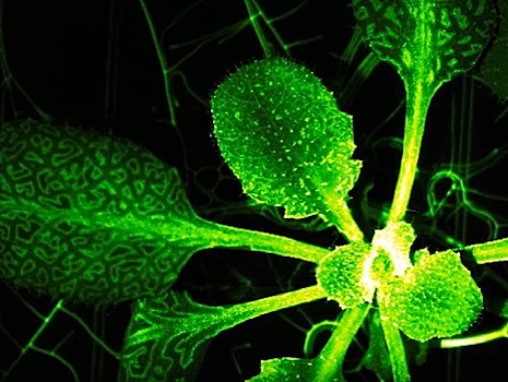 У растений нашли нечто похожее на нервную систему