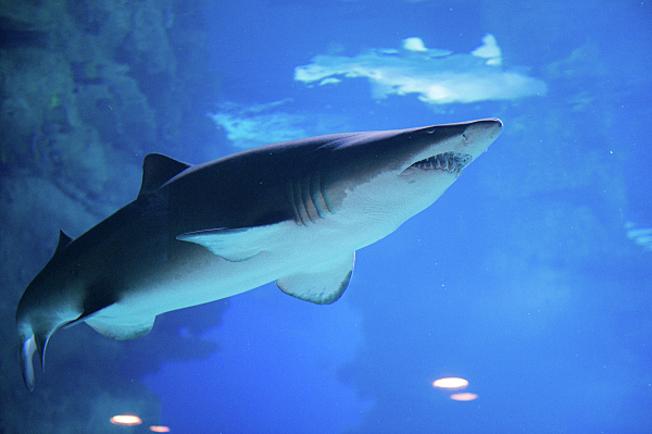 Ихтиолог допустил появление акул в Черном море