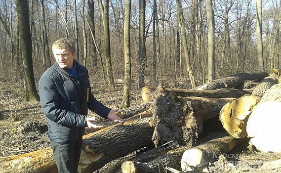 В Железногорске спилили около 50 дубов в лесозащитной полосе