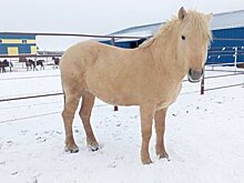 Жеребца специальной татарской породы продемонстрируют на ВДНХ в Москве