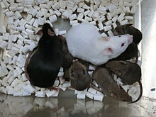 Биотехнологи впервые клонировали мышей из высушенных клеток
