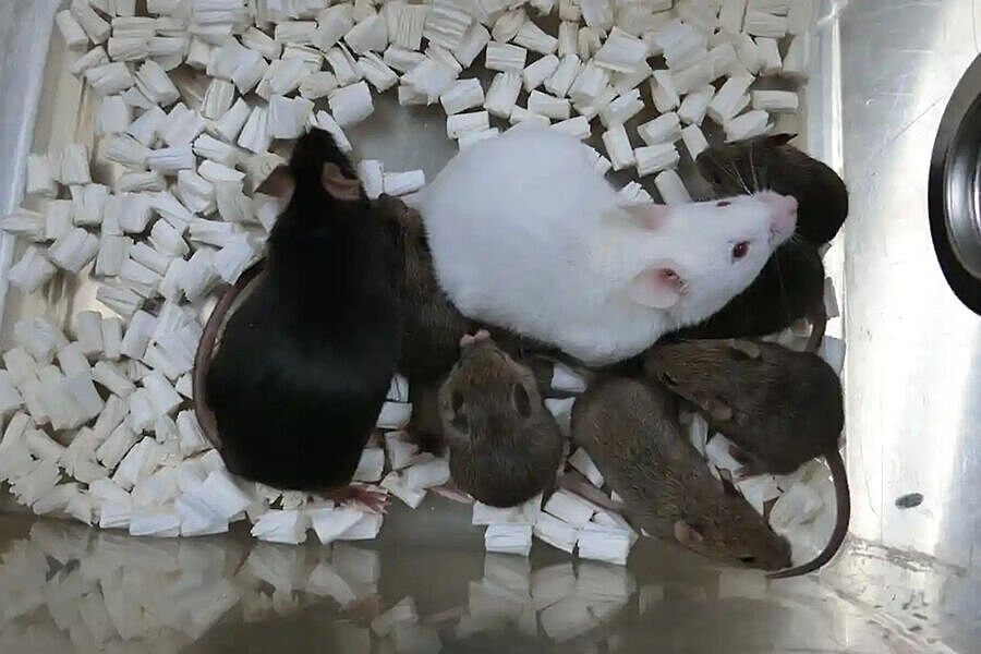 Биотехнологи впервые клонировали мышей из высушенных клеток
