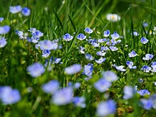 Врач назвал основные симптомы аллергии на пыльцу