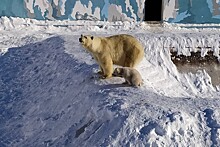 В павильоне "Роснефти" на ВДНХ назовут имена медвежат из Якутского зоопарка