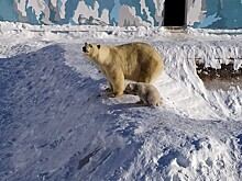 "Роснефть" объявила конкурс имен для медвежат в Якутском зоопарке