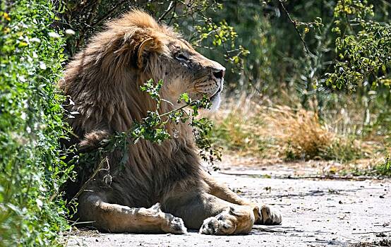 Обычные львы ушли из пустыни и стали «морскими»