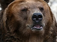 Медведь атаковал прохожего в российском городе