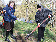 В Брянске намерены сохранить 300-летний ясень